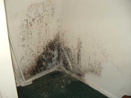 Mould tapéta, mint a RID (okoz nedvesség) Penész a tapéta, hogyan lehet megszabadulni