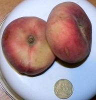 Lapos (-: Peach - Fergana) őszibarack