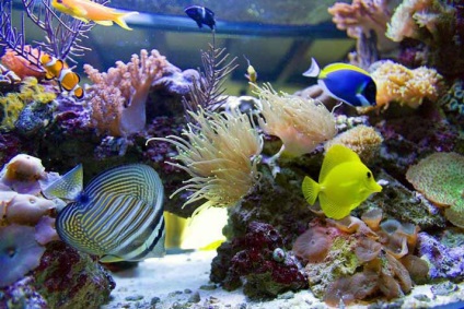 Miért akvárium is lehet nevezni egy ökoszisztéma modell