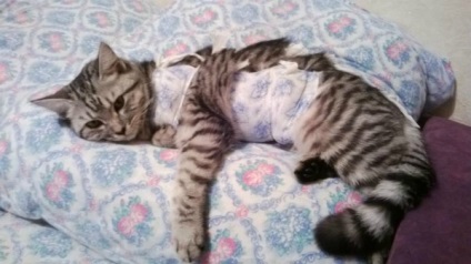 Miért a macska sterilizálás után alszik sokat és lassú