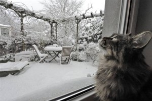 Miért macskák istállót a téli és mit kell tenni, a város macskák