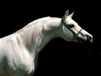 Miért ló nevű ló a ló nevét kapta, amiért egy ló nevű ló