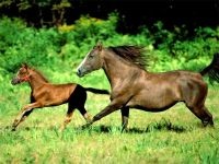 Miért ló nevű ló a ló nevét kapta, amiért egy ló nevű ló