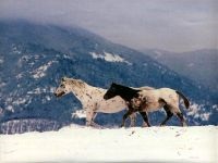 Miért ló nevű ló a ló nevét kapta, amiért egy ló nevű ló