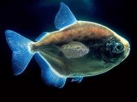 Miért tengeri hal nem sós miért tengeri só, hal és nincs ok nem sós tengeri hal