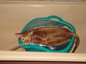 Miért nem lehet mosni macskák