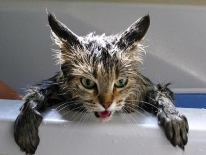 Miért nem lehet mosni macskák