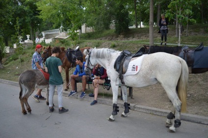 Miért az állat pusztulását a parkban Valia Morilor okozott olyan rezonancia (miért) Miért az állat pusztulását a parkban Valia Morilor okozott olyan rezonancia