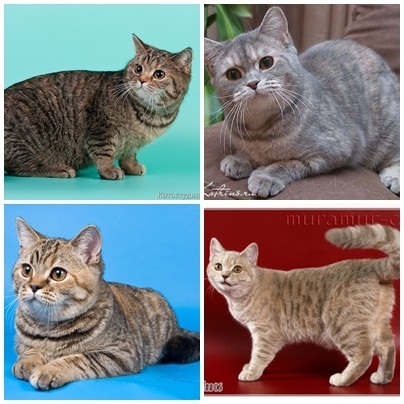 Miért macskák cicák három különböző színben