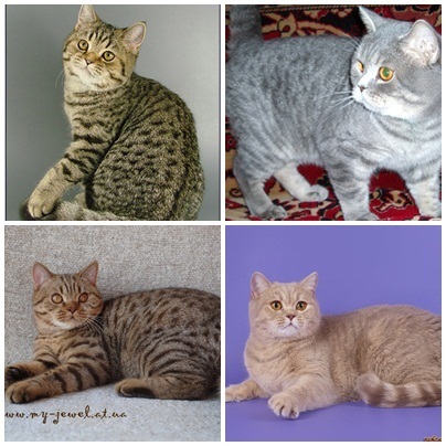 Miért macskák cicák három különböző színben