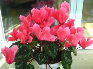 Miért levelek sárgulnak ciklámen (Cyclamen) Miért levelek sárgulnak ciklámen