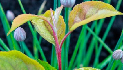 Miért sárgulnak és ősszel levelek szilva, és hogyan kell kezelni, hogy - a titkait kertészeti