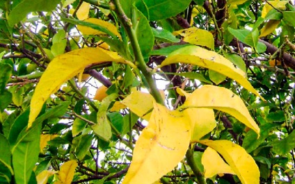 Miért sárgulnak és ősszel levelek szilva, és hogyan kell kezelni, hogy - a titkait kertészeti