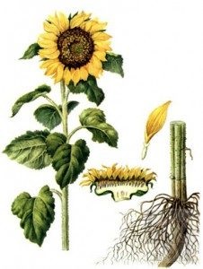 Napraforgó - Olaj- és gyógynövények