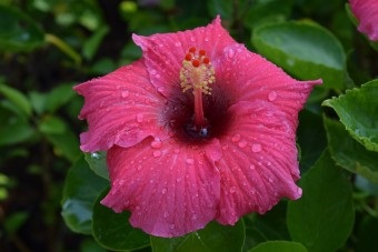 Hasznos tulajdonságai tea hibiszkusz (Hibiscus) Hasznos tulajdonságai tea Hibiszkusz