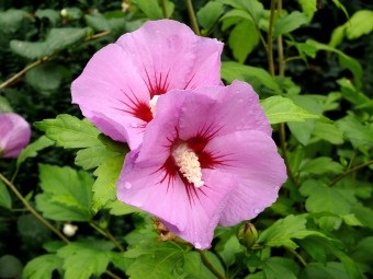 Hasznos tulajdonságai Hibiszkusz tea (korrigált máj) Hasznos tulajdonságai tea Hibiszkusz