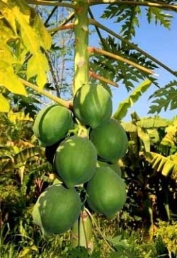 Hasznos tulajdonságai papaya (papaya tulajdonságok) Hasznos tulajdonságai papaya