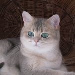 Macska fajta csincsilla (55 fotó) Perzsa arany, szibériai, kék, ezüst, brit,