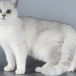 Macska fajta csincsilla (55 fotó) Perzsa arany, szibériai, kék, ezüst, brit,