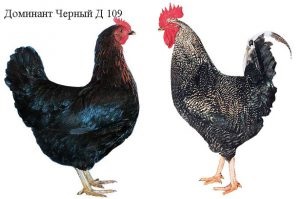 Domináns fajta csirkék leírás, fotó, jellemzők (fajta) Breed csirkék domináns leírás, fotók, jellemzői