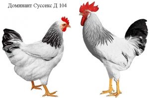 Domináns fajta csirkék leírás, fotó, jellemzői (leírás) Breed csirkék domináns leírás, fotók, jellemzői
