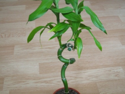Szabályzat transzplantáció dracaena otthon és tippek további ellátás az üzem (Dracaena transzplantáció) Szabályok dracaena transzplantációs otthon és tippek további gondoskodás egy növény