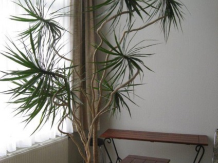 Szabályok dracaena transzplantációs otthon és tippek további gondoskodás egy növény