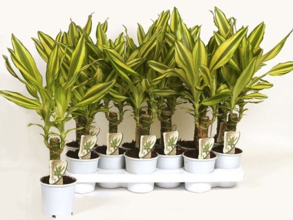 Szabályzat transzplantáció dracaena otthon és tippek további ellátás az üzem (Dracaena transzplantáció) Szabályok dracaena transzplantációs otthon és tippek további gondoskodás egy növény
