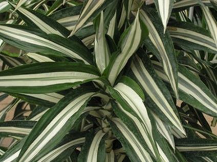 Szabályok dracaena transzplantációs otthon és tippek további gondoskodás egy növény