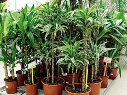 Szabályok dracaena transzplantációs otthon és tippek további gondoskodás egy növény