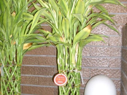 Szabályzat transzplantáció dracaena otthon és tippek további ellátás az üzem (Dracaena transzplantáció) Szabályok dracaena transzplantációs otthon és tippek további gondoskodás egy növény