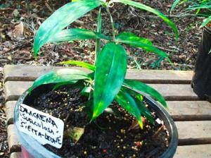 Szabályok dracaena transzplantációs otthon és tippek további gondoskodás egy növény