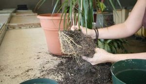 Szabályok dracaena transzplantációs otthon és tippek további gondoskodás egy növény