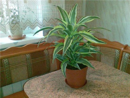 Szabályok dracaena transzplantációs otthon és tippek további gondoskodás egy növény