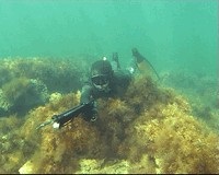 Szabályok szigonyos Magyarországon (szabályok) Szabályok szigonyos Magyarországon