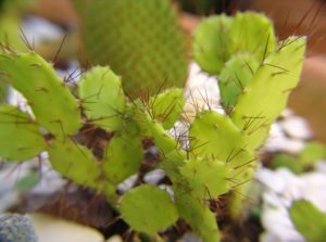 Feltételek ellátás Opuntia az otthoni (feltételek) Ellátása tekintetében Opuntia otthon