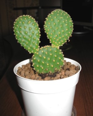 Ellátása tekintetében Opuntia otthon (home) Ellátása tekintetében Opuntia otthon