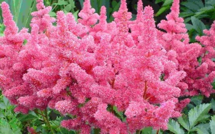 Megfelelő gondoskodás a Astilbe (Astilbe föld fotó) Megfelelő gondoskodás a Astilbe