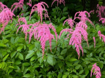 Megfelelő gondoskodás a Astilbe (Astilbe föld fotó) Megfelelő gondoskodás a Astilbe