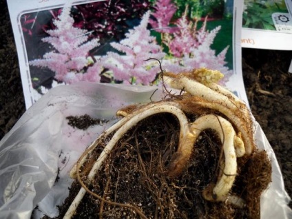 Megfelelő gondoskodás a Astilbe (Astilbe) Megfelelő gondoskodás a Astilbe