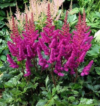 Megfelelő gondoskodás a Astilbe (ellátás) Megfelelő gondoskodás a Astilbe