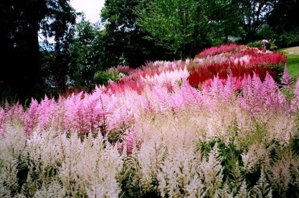 Megfelelő gondoskodás a Astilbe (Astilbe) Megfelelő gondoskodás a Astilbe