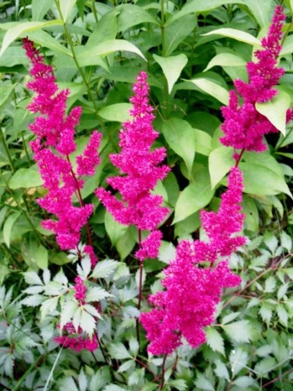 Megfelelő gondoskodás a Astilbe (Astilbe) Megfelelő gondoskodás a Astilbe