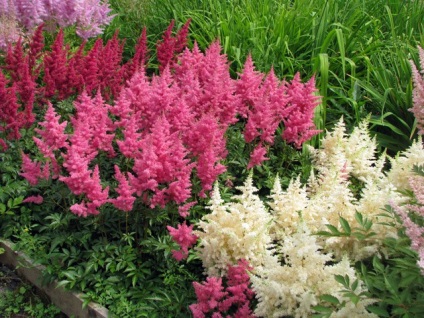Megfelelő gondoskodás a Astilbe (Astilbe föld fotó) Megfelelő gondoskodás a Astilbe