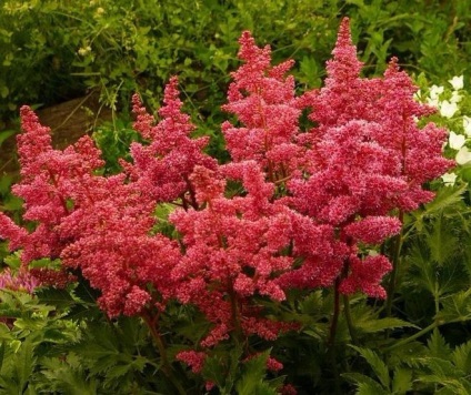 Megfelelő gondoskodás a Astilbe (Astilbe föld fotó) Megfelelő gondoskodás a Astilbe