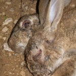 Elleni védőoltás myxomatosis nyulaknak - részletes használati