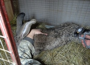 Elleni védőoltás myxomatosis nyulaknak - részletes használati