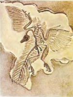 Eredeti és általános jellemzői a madarak (közötti hasonlóságok madarak és hüllők) Eredeti és általános jellemzői a madarak