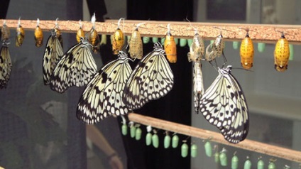 Tenyésztési pillangók otthon