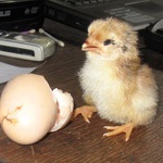 Az embrió fejlődése egy csirke tojás 1-21 nap